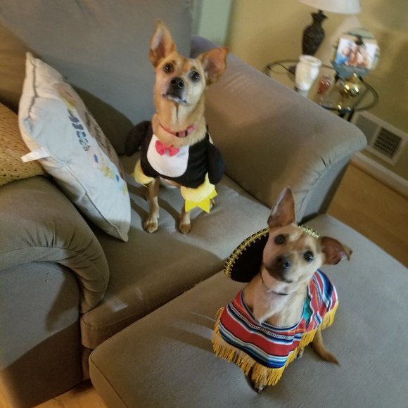 Meet your Posher, Lisa - Picture 5 of 6